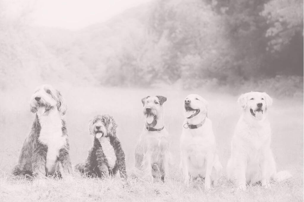 Dogs sat lined up in a park